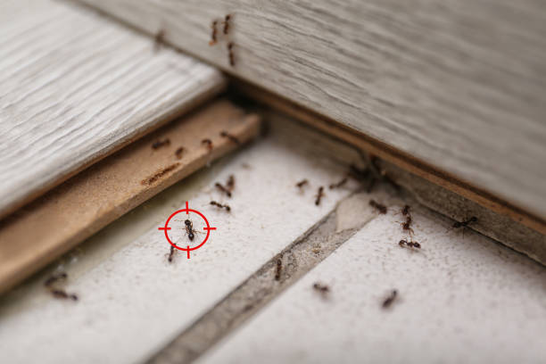 Best Insect Control  in Granger, WA