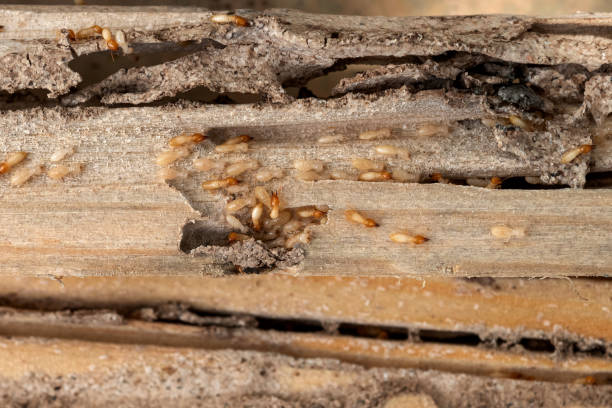 Best Bed Bug Extermination  in Granger, WA